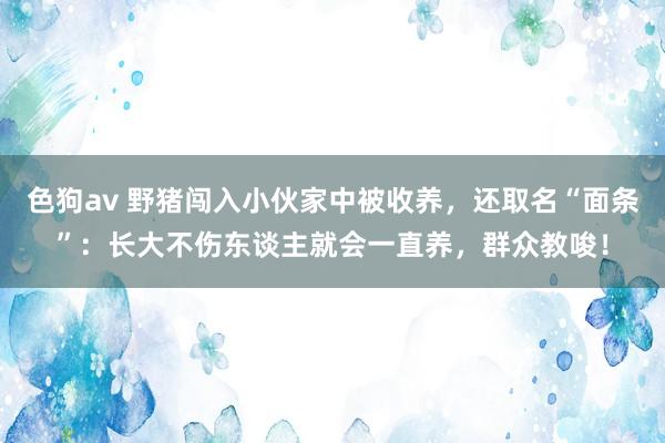 色狗av 野猪闯入小伙家中被收养，还取名“面条”：长大不伤东谈主就会一直养，群众教唆！