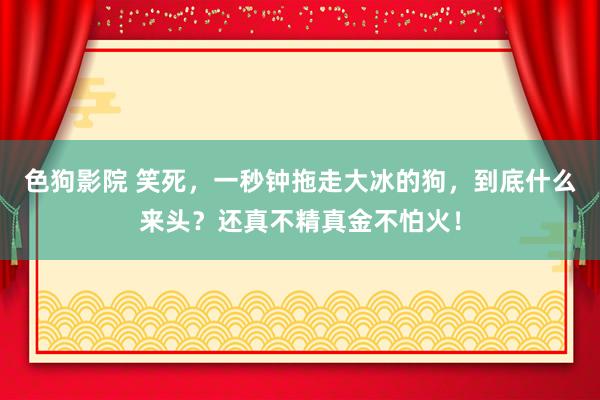 色狗影院 笑死，一秒钟拖走大冰的狗，到底什么来头？还真不精真金不怕火！