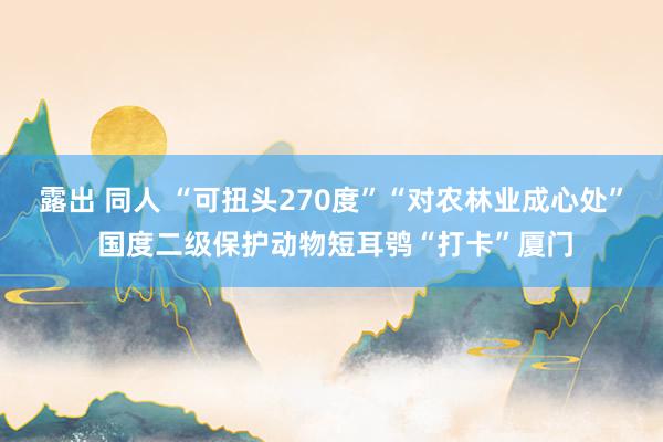 露出 同人 “可扭头270度”“对农林业成心处” 国度二级保护动物短耳鸮“打卡”厦门